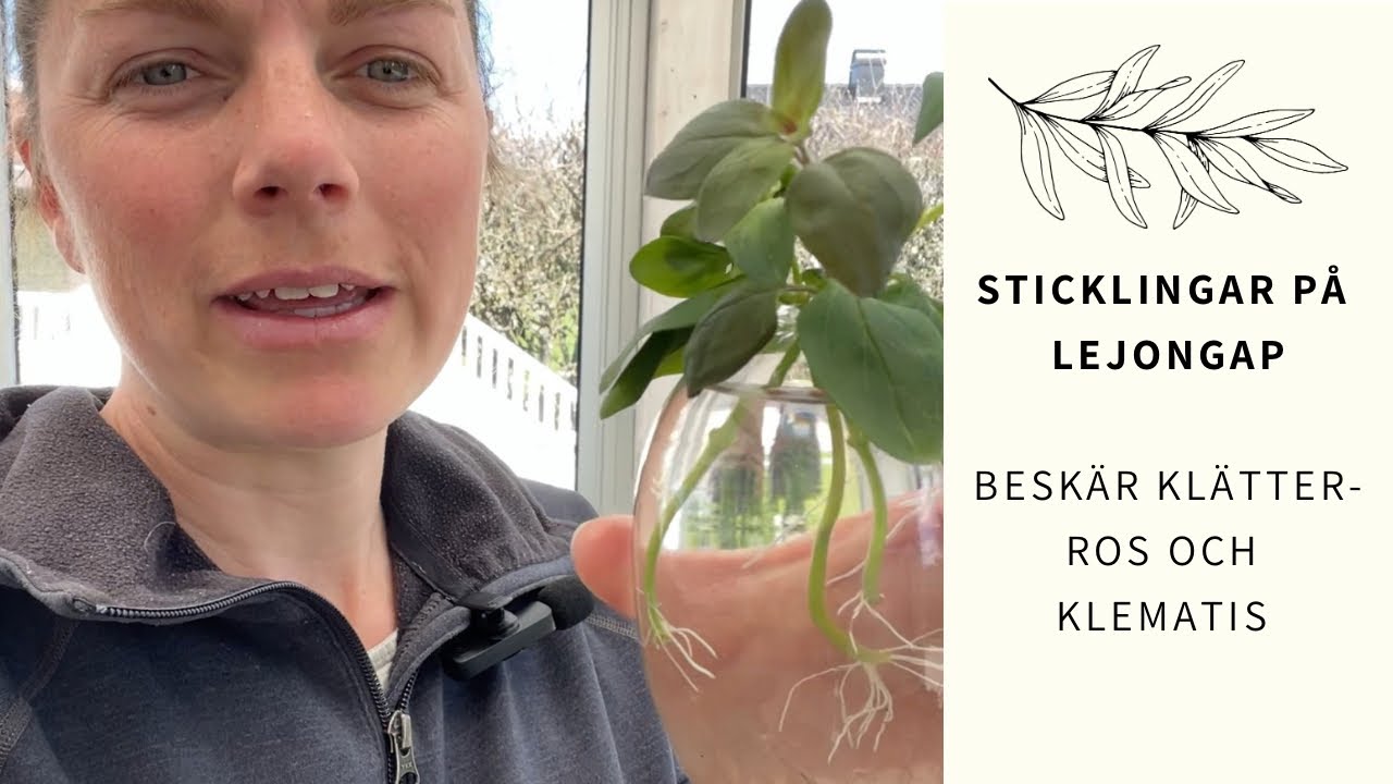 TOPPA SOMMARBLOMMOR | STICKLINGAR PÅ LEJONGAP 🌱  | BESKÄR KLÄTTERROS OCH KLEMATIS