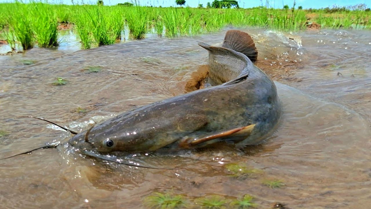 Top amazing fishing videos, many people fishing in the rice fields during the rainy season.