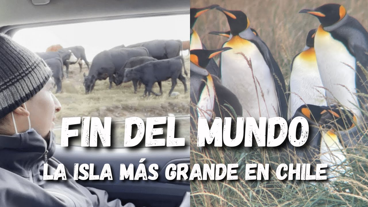 TIERRA DEL FUEGO🔥- ¿Como llegar y que hacer? - Parque Pingüinos Rey 🐧 y Caleta Maria