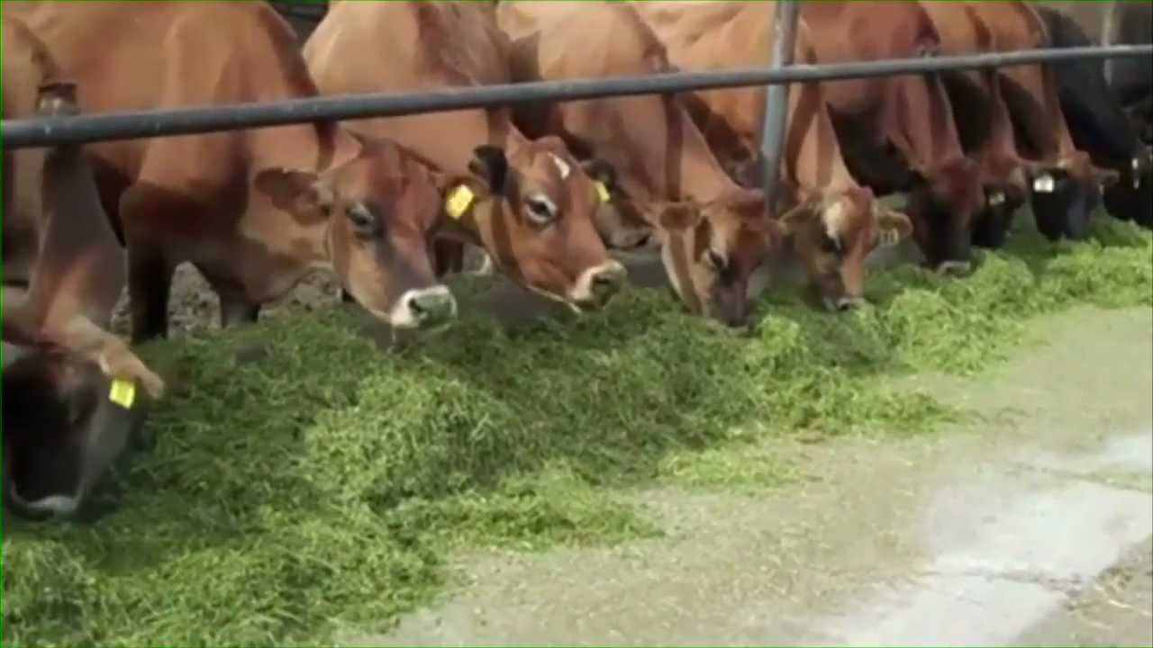Hall Jersey's dairy farm in Utah