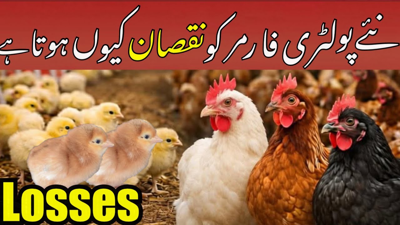 Reasons Behind Losses in Poultry Farming 