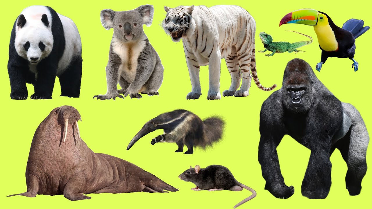 Learn Names and Sound Wild Animals for Kids in English