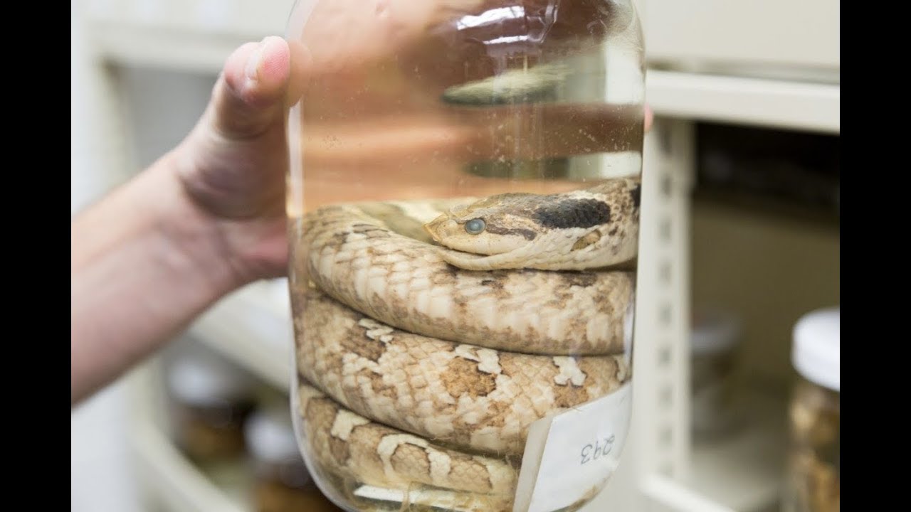 Museum in Cheatham Hall preserves specimens for classwork, research