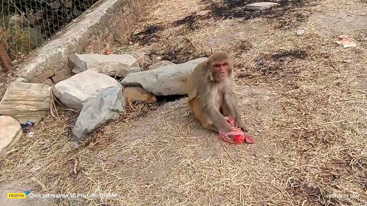 Hlo guys फैनल्ली  चट्पटे चोरलाई भेटियो 😂😂💪💪♥️♥️