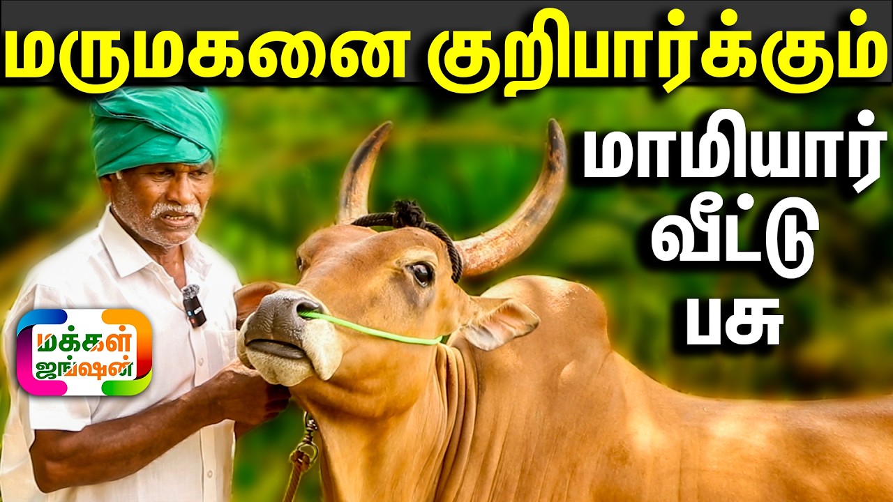 5 காங்கேயம் நிறைமாத சினைப்பசுக்கள், 7கன்னு மாடுகள் ஒரே இடத்தில், மருமகனை கண்டாலே சீறும் மாமியார் பசு