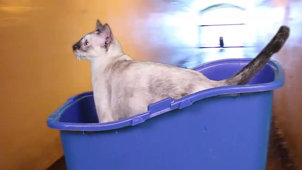 Siamese Kona Cat (Official Music Video) - N2 the Talking Cat S2 Ep8