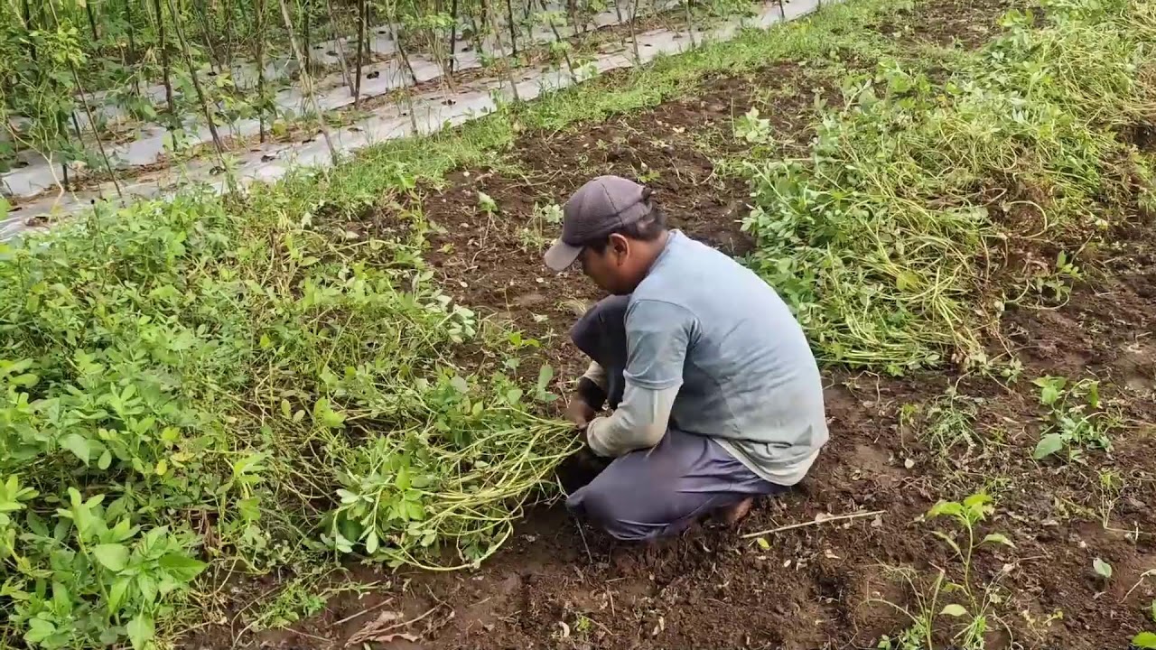 EFFICIENT PEANUT HARVESTINGPULLING PLANTS AND ROOTS BY HAND FROM FIELD TO BASKET-agriculture farming