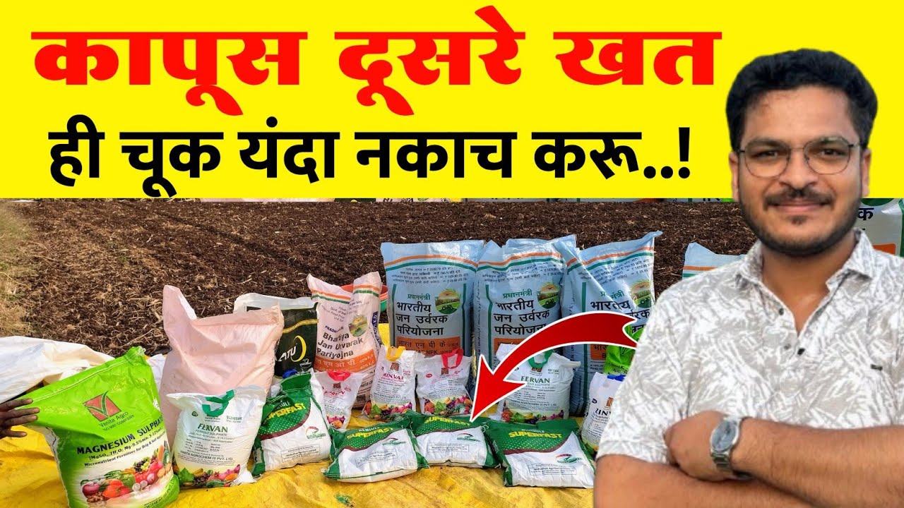 कापूस दुसरे खत व्यवस्थापन / Kapus dusre khat niyojan 