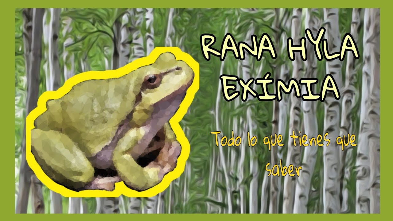 CÓMO CUIDAR RANAS. HÉCTOR FROG (HYLA EXIMIA)