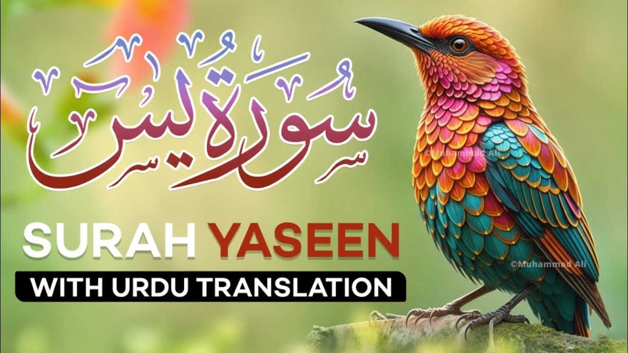 Full Surah Yaseen with Urdu Tarjuma |Most Beautiful and Relaxing Quran Recitation
