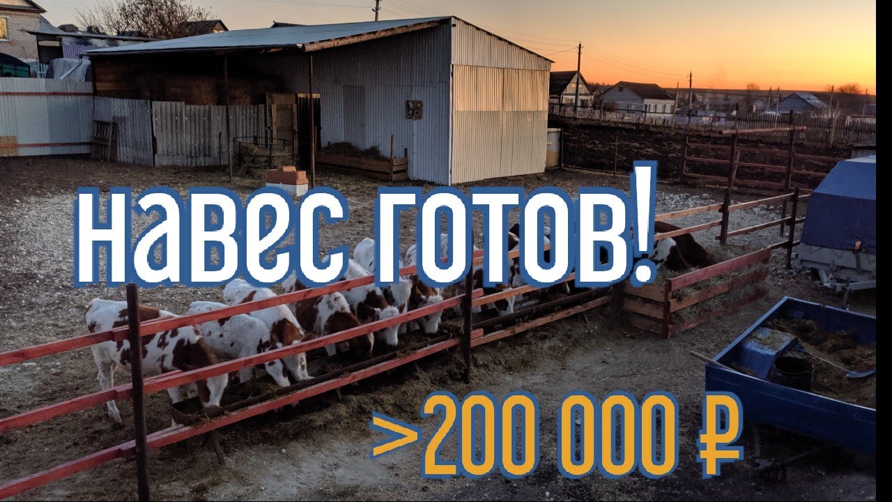 Сарай для быков. Навес 10*10 м. Амбар