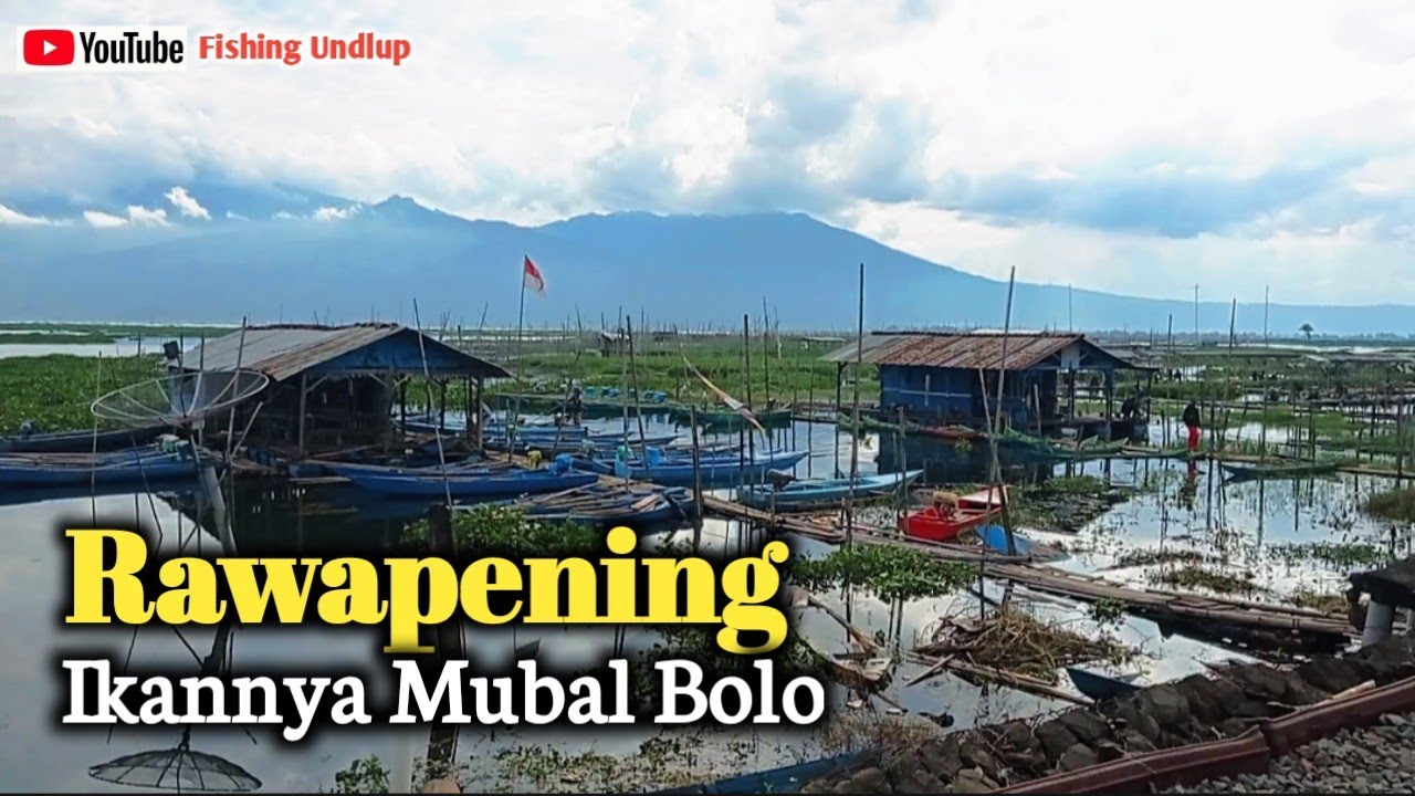 Sungguh Tak Terduga ‼️Mancing Rawa Pening di Spot Semurup.#FU-165 #mancingrawapening