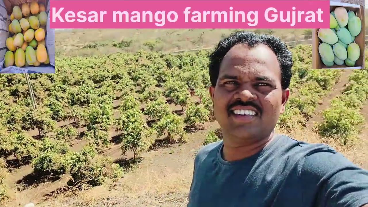 kesar mango 🥭🌳 farming Gujrat 📞 8780208967 #mangofarming #khedut #gjkisan #gir#ખેડૂત