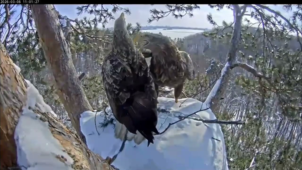 8.03.2026 Камычи. Чулман и Кама прилетели защитить свой дом от чужаков. 