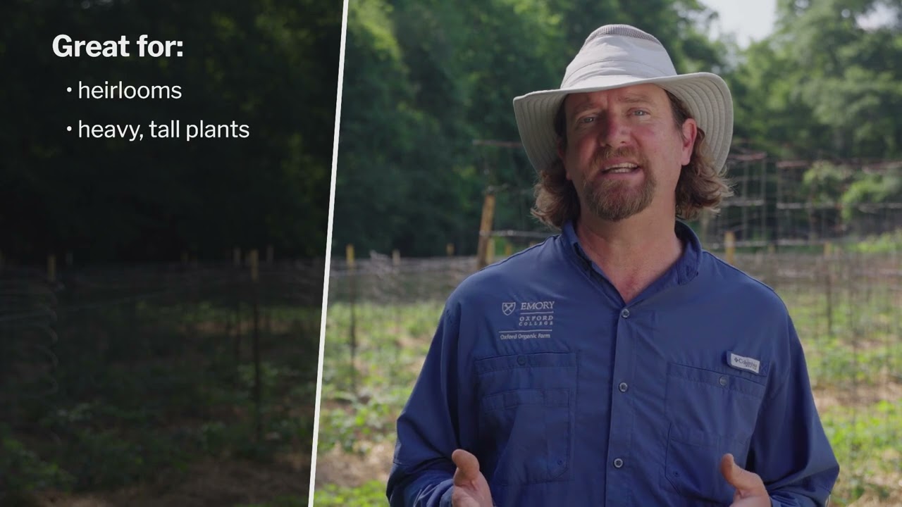 Farm Spotlight: Tomato Trellising and Fertilizing at Oxford College Farm (Oxford, GA)