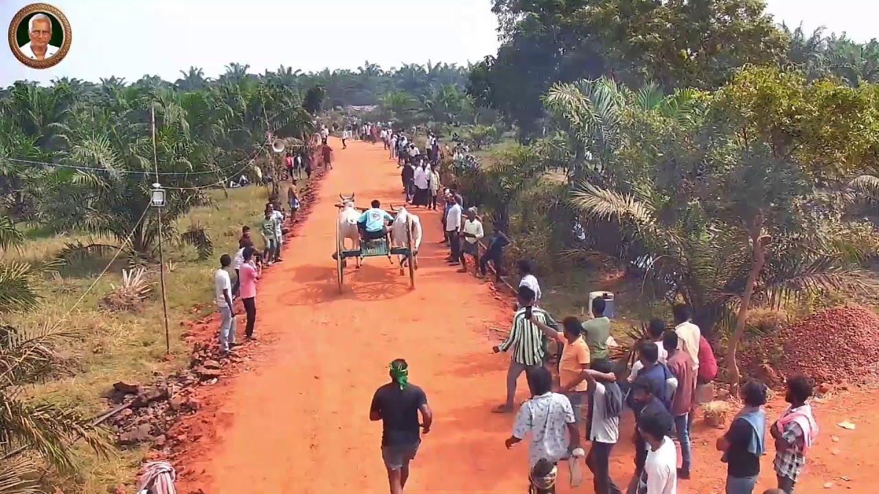 BULL RACE vijay A.P Live Stream