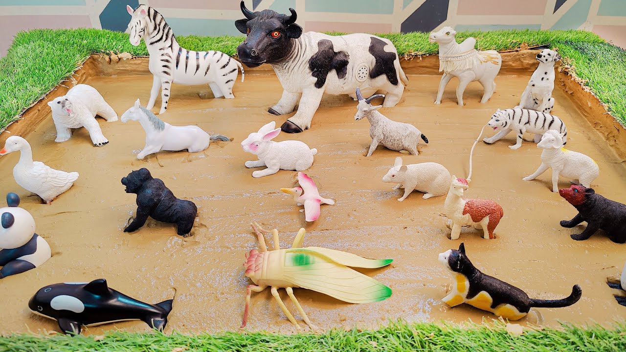 Learning with Laughter: Muddy Black and White Animals Adventure for Kids