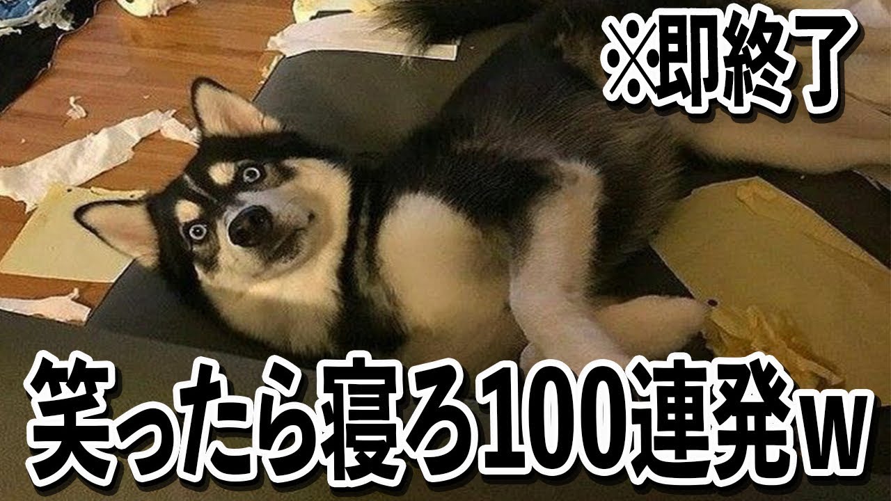 【トイレから.......ww】ツッコミどころ満載な面白犬動画100連発ww【笑ったら寝ろwww】