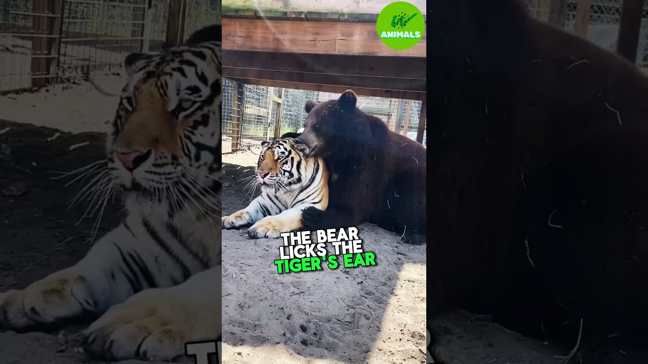 Unlikely Friends: Tigers and Their Wild Companions
