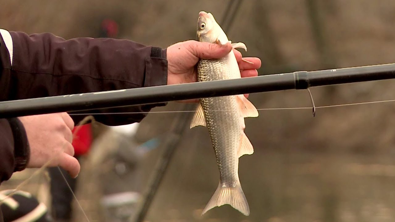 За зимни скобари и морунажи на Тунджа - част 2 / Winter fishing for common nase and vimba - part 2