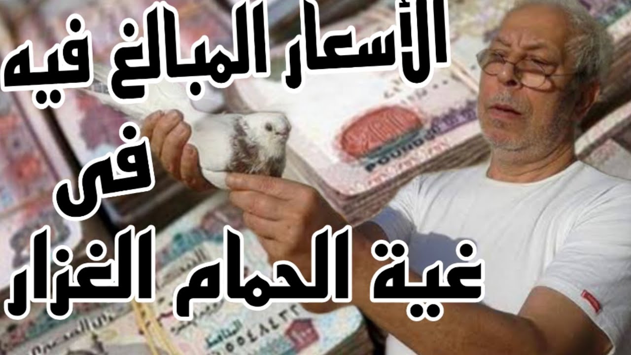 الحمام الغزار والاسعاره المبالغ فيه مع غواه/الجزء الثانى/ الاستاذ/نجيب زقزوق#لوفت_عمرو_اشرف #الحمام