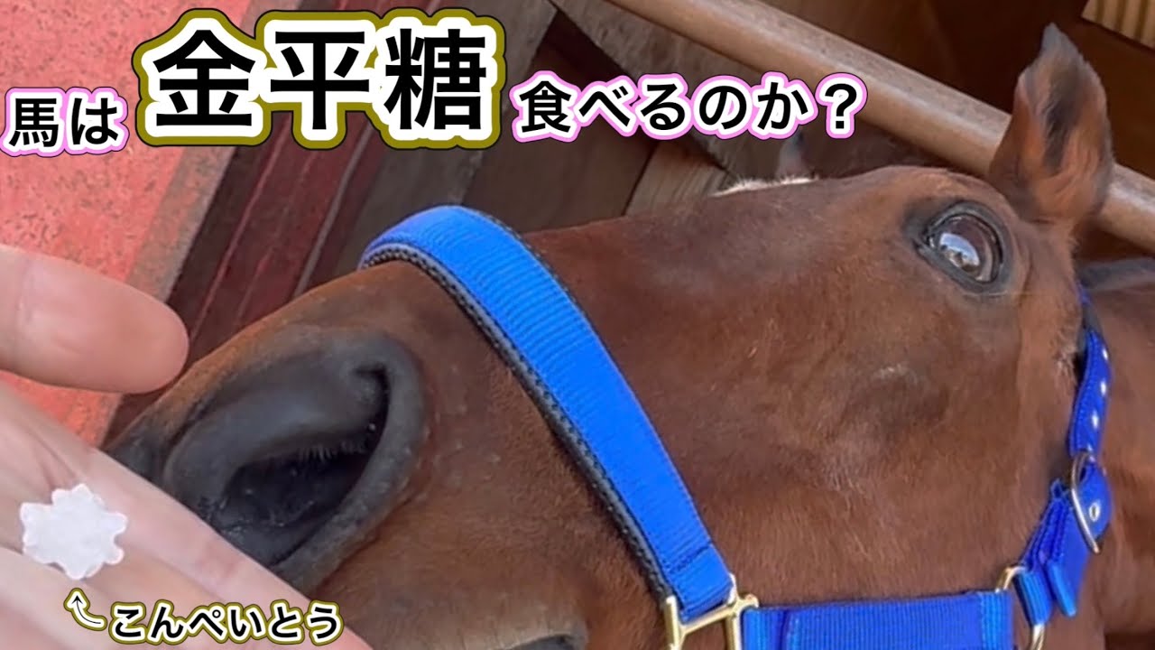 馬は金平糖食べるのか？　#引退馬　#horse 　#なみあし会　#金平糖
