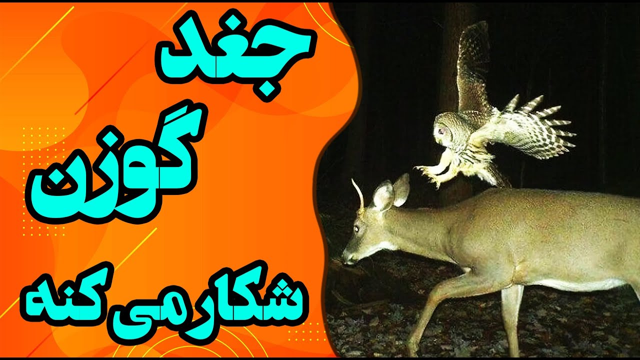 جغد ها گوزن شکار می&zwnj;کنن|دانستنی های ترسناک جغد ها|عجایب جغد ها #دانستنی #عجایب #حقایق