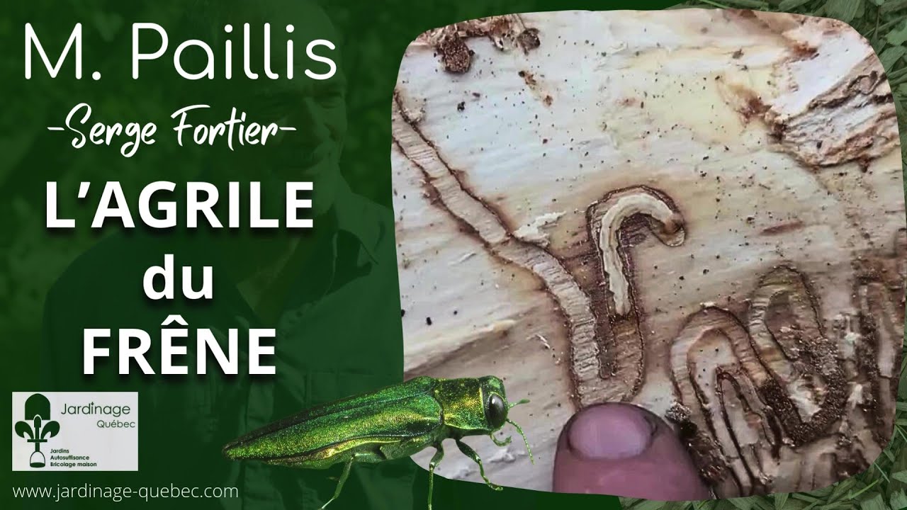 AGRILE DU FRÊNE UN INSECTE RAVAGEUR - CONSEILS DE SERGE FORTIER