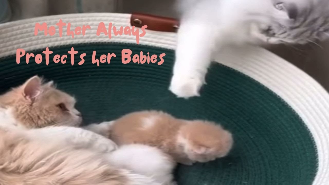 Mother Always Protects Her Babies | From 0 to 300 IQ Funny Cats #4k #onlycats #cat #compilation