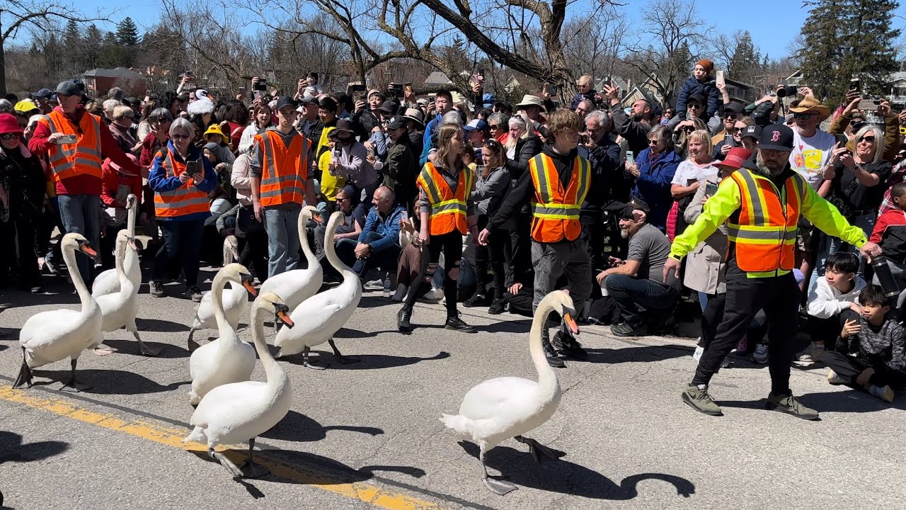 Stratford Swan Release Parade🦢❤️