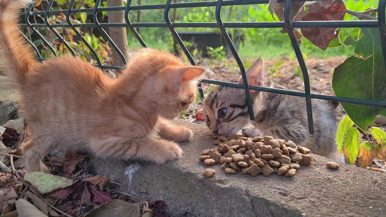 Tiny Kittens are so hungry they are fighting each other for food.