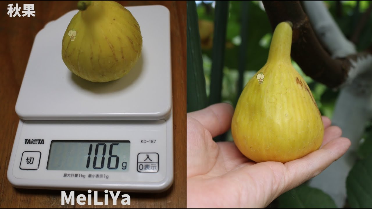 【イチジク】MeiLiYa　メイリーヤーの品種紹介です。ヤフオクにて動画の苗を出品しています。