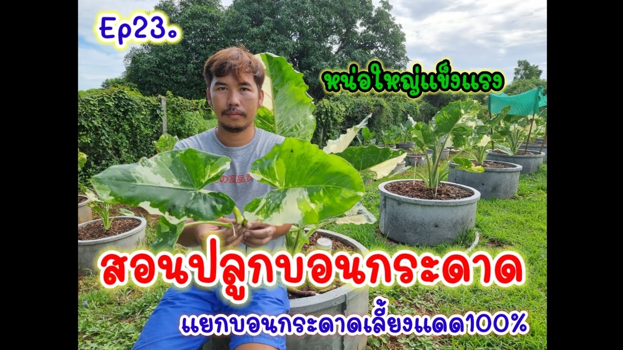 สอนปลูกบอนกระดาษ (เเยกหน่อจากเเม่ที่เลี้ยงเเดด 100%)