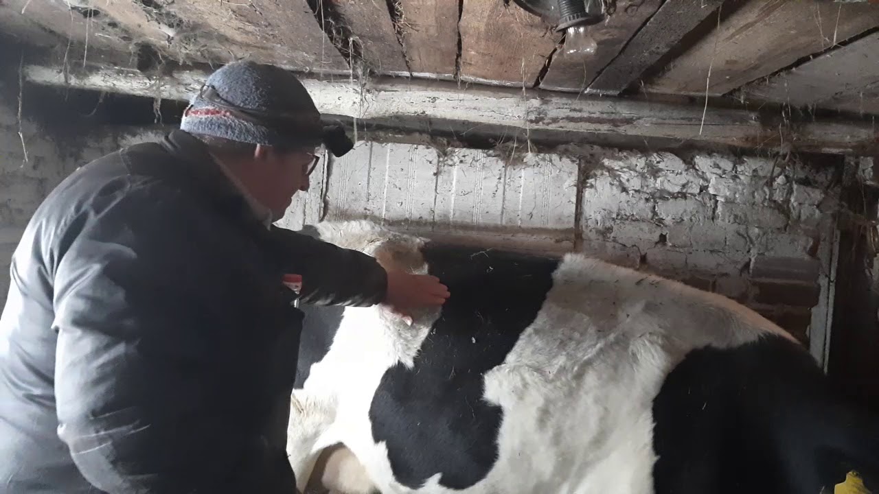 что делать при вздутие рубца у крс