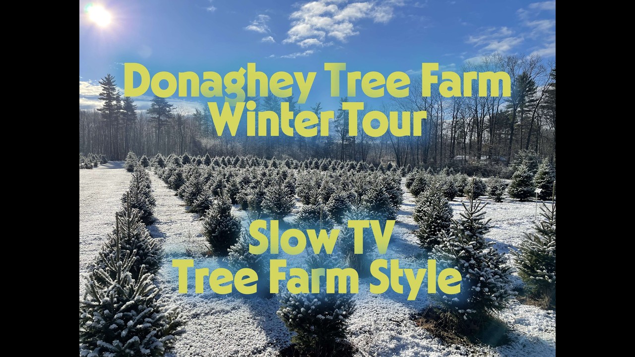 Donaghey Tree Farm Winter Walk-through