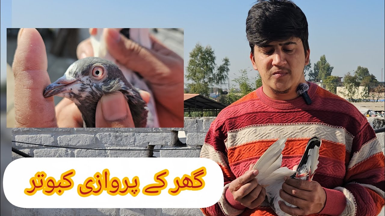 میرے گھر کے بہترین پروازی کبوتروں کا شوق کریں || Saif Abbasi #trending 