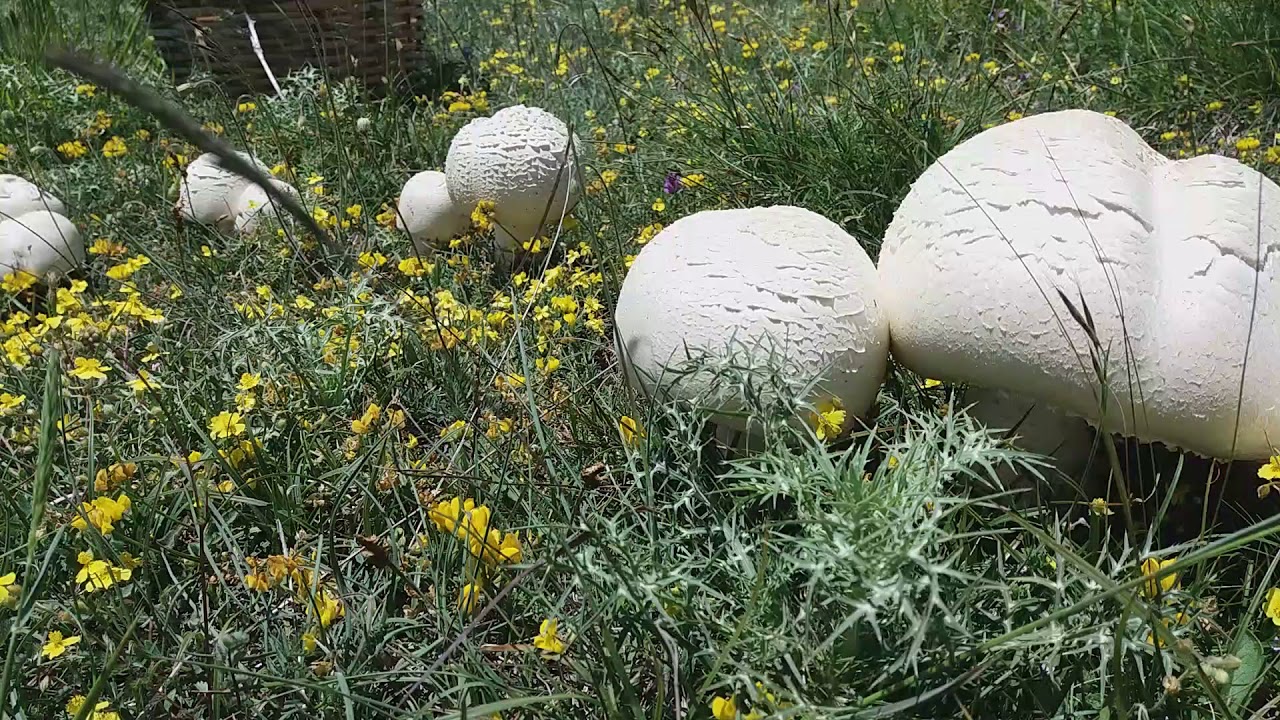 Agaricus macrosporus (champignon)🤗