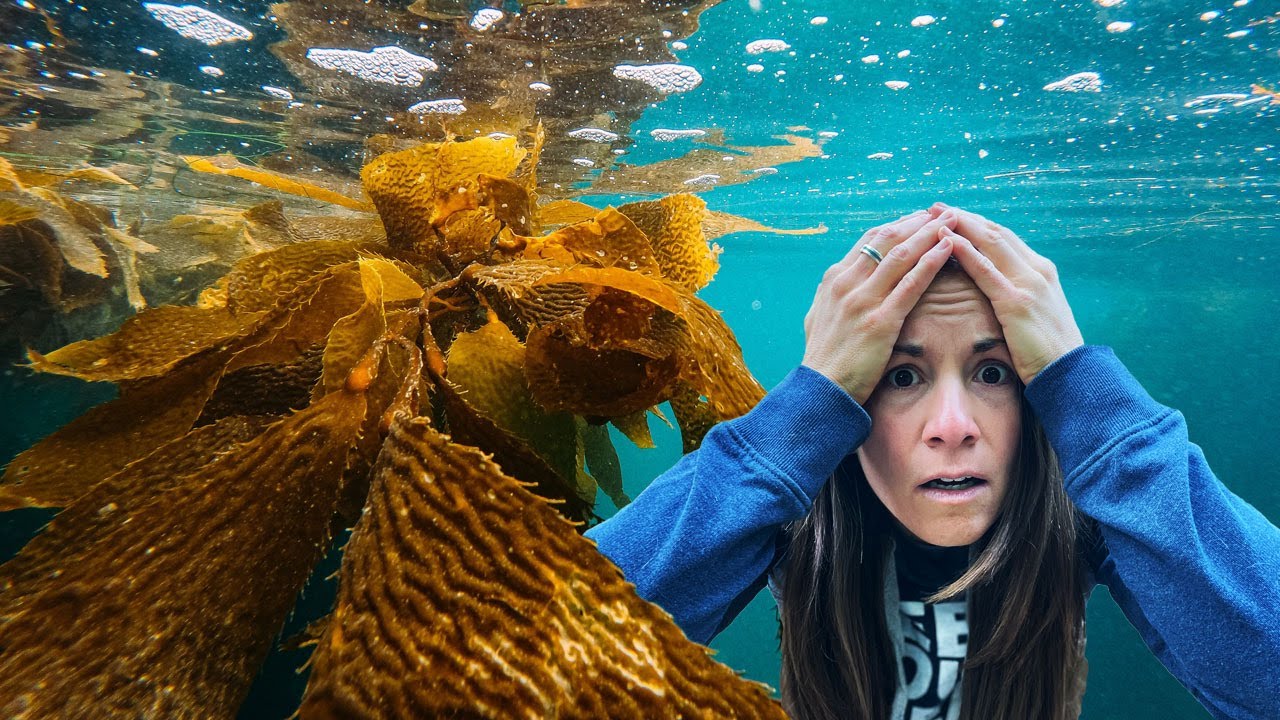 DISAPPEARING kelp forests??? Urchin barrens & Reef Check Foundation