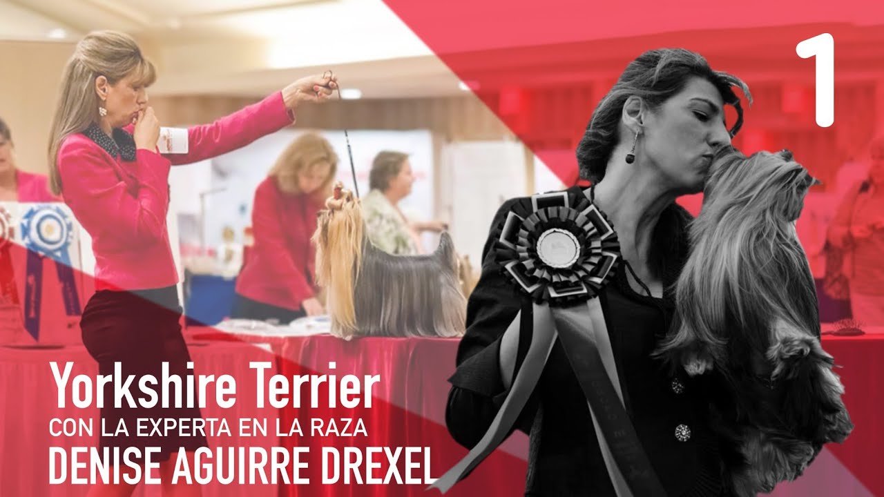 ESTÁNDAR RACIAL I CAPÍTULO 1 YORKSHIRE TERRIER I DENISE AGUIRRE DREXEL