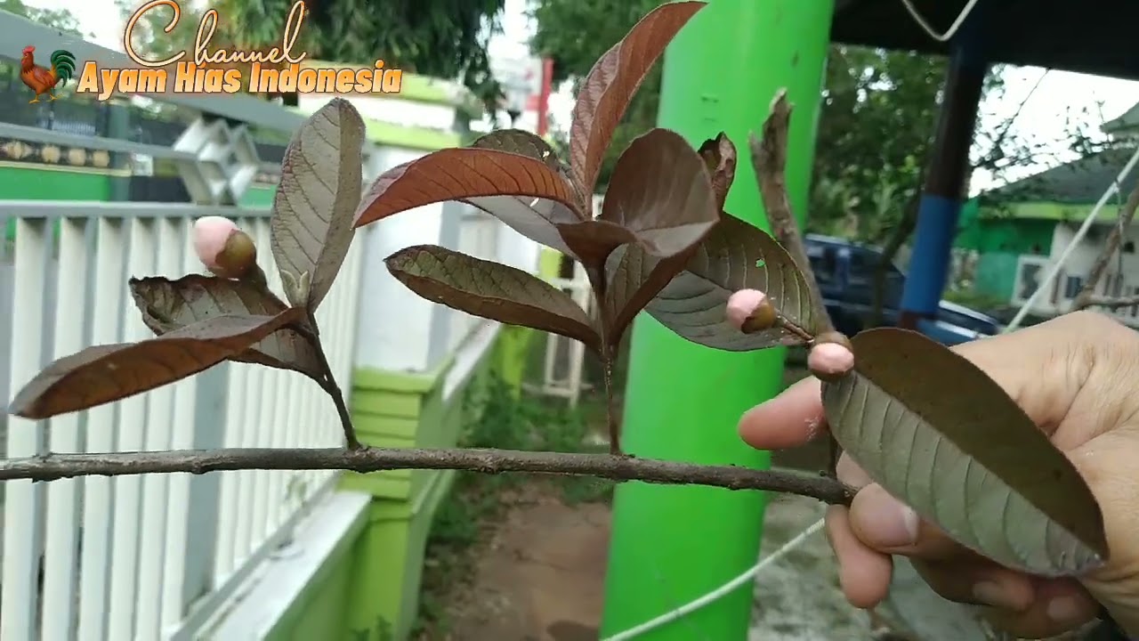 JAMBU BIJI AUSTRALIA BERBUAH MERAH 😋