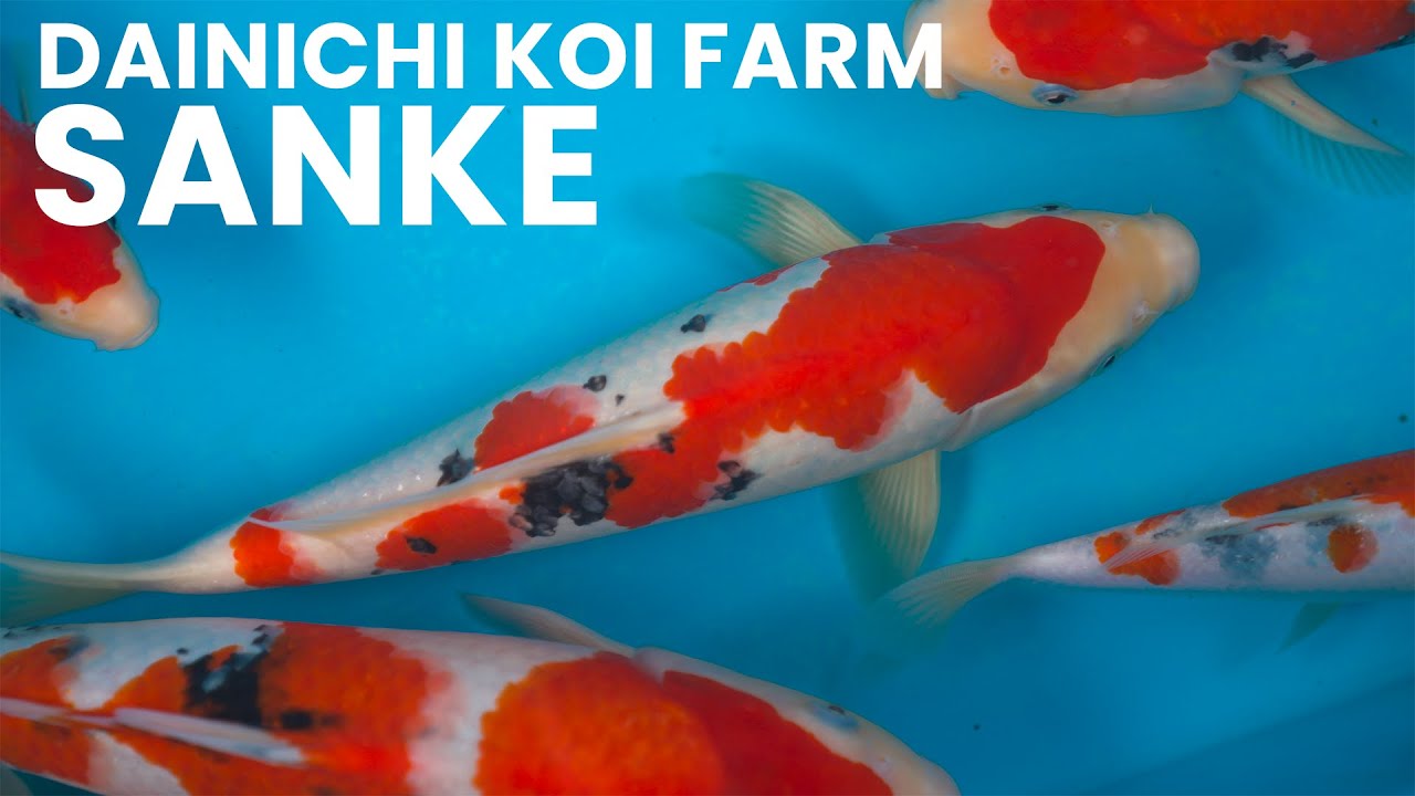 Sanke Selection | Dainichi Koi Farm