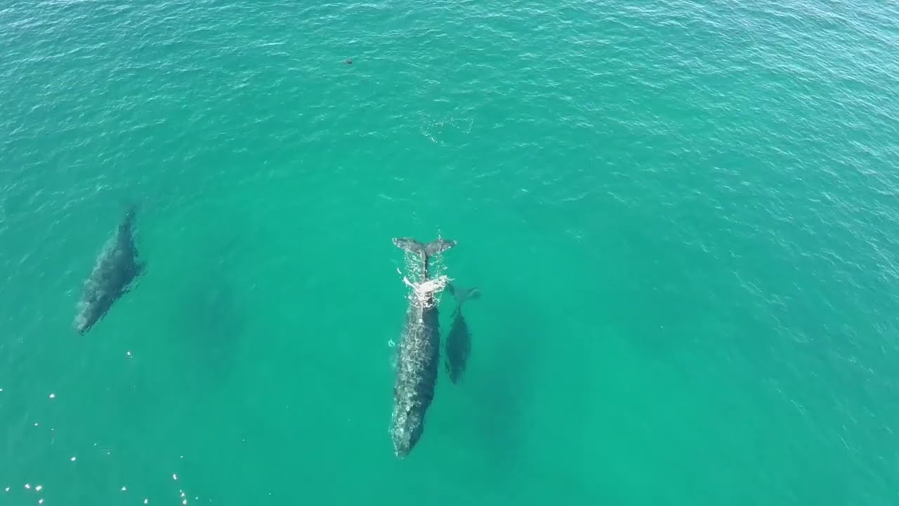 Humpback Whales Playa La Laguna Baja Mx February 2, 2025