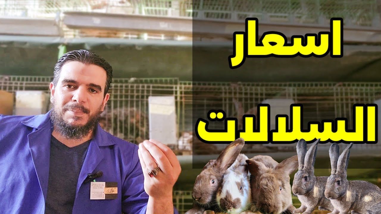اسعار سلالات الارانب ..اسمع وبلاش التفكير  كتير