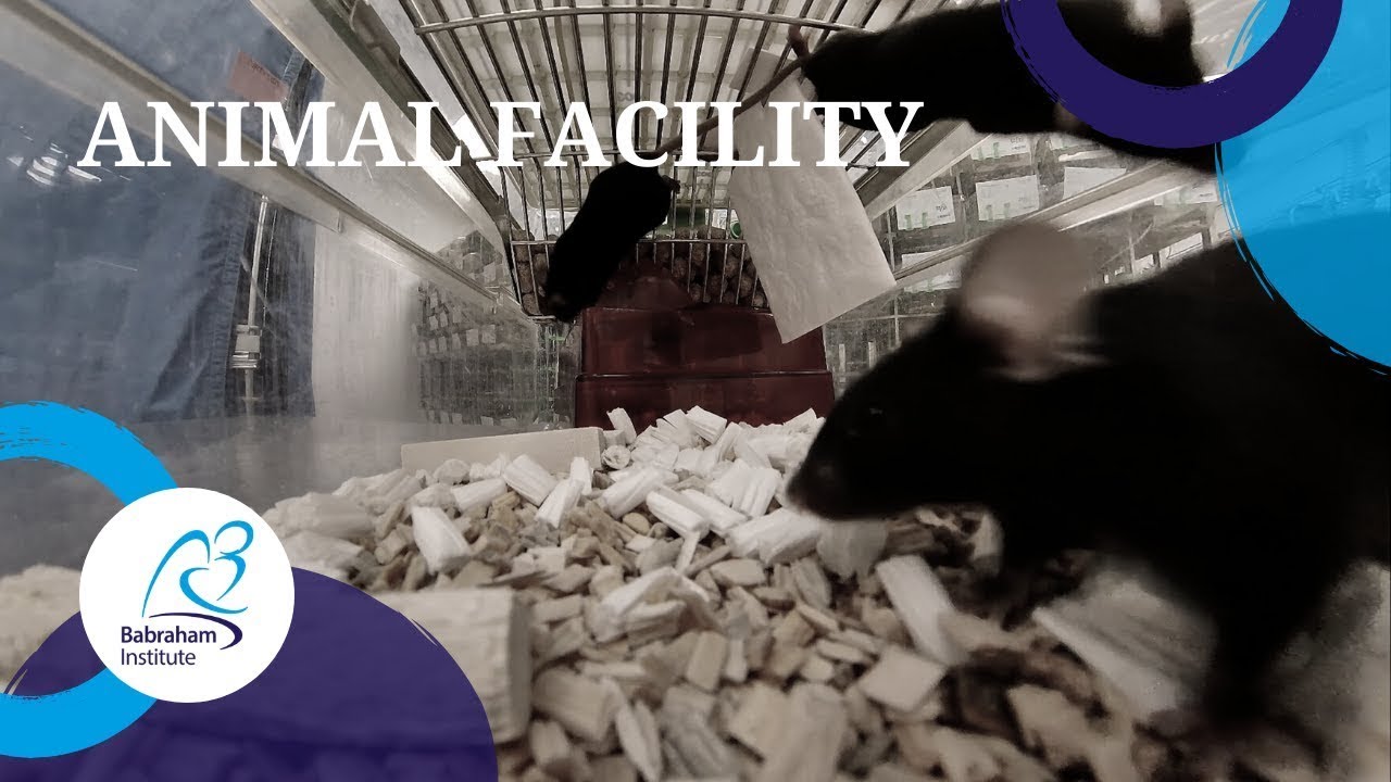 Animal Facility at the Babraham Institute | Explore our Science Facilities