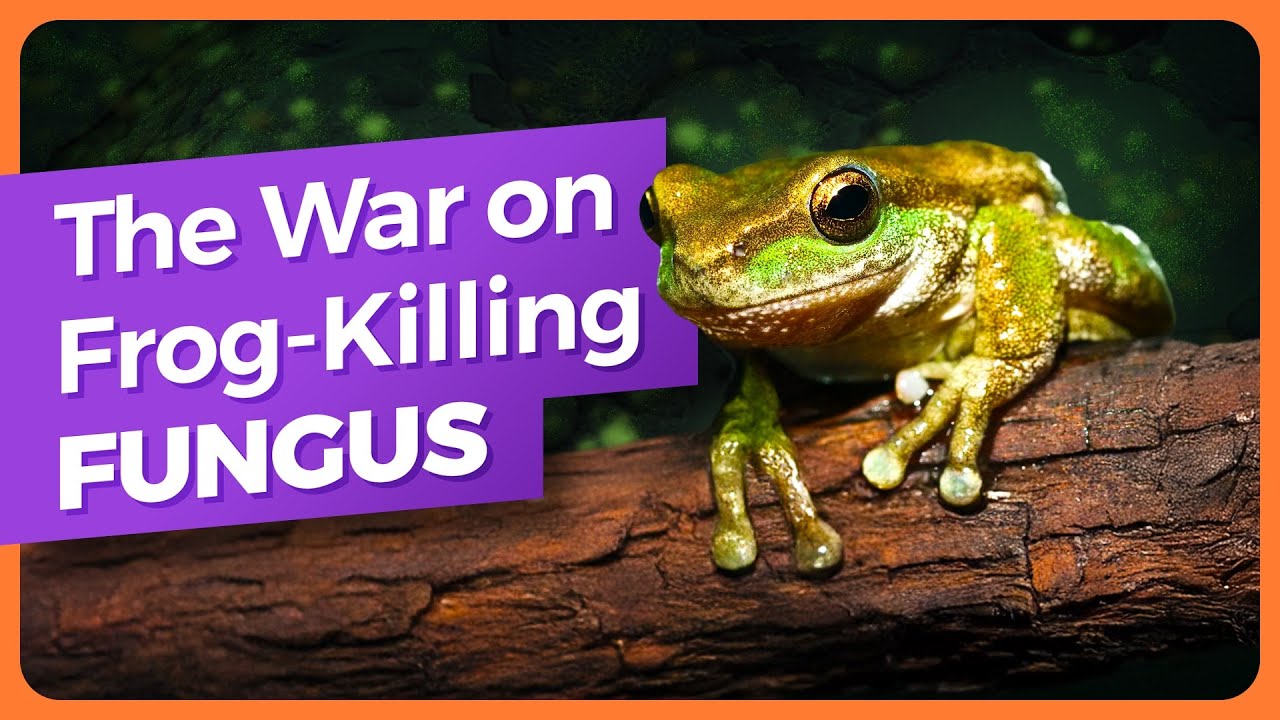 Chytrid Fungus: How Gene Editing Could Save Amphibians from a Deadly Pathogen