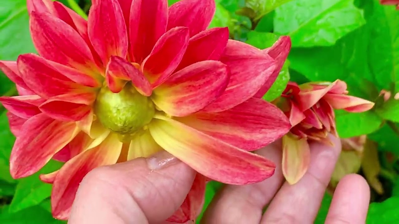 Dahlia flower growing season ||Dahlia – The Colorful Garden Flower #flowers #viralvideo #dahlia 
