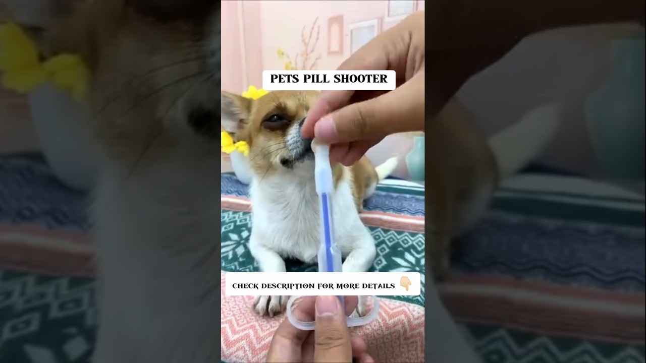 viral Amazon pet finds... #viral #ilovegadgets #dogsfinds #amazonproducts #ytshort