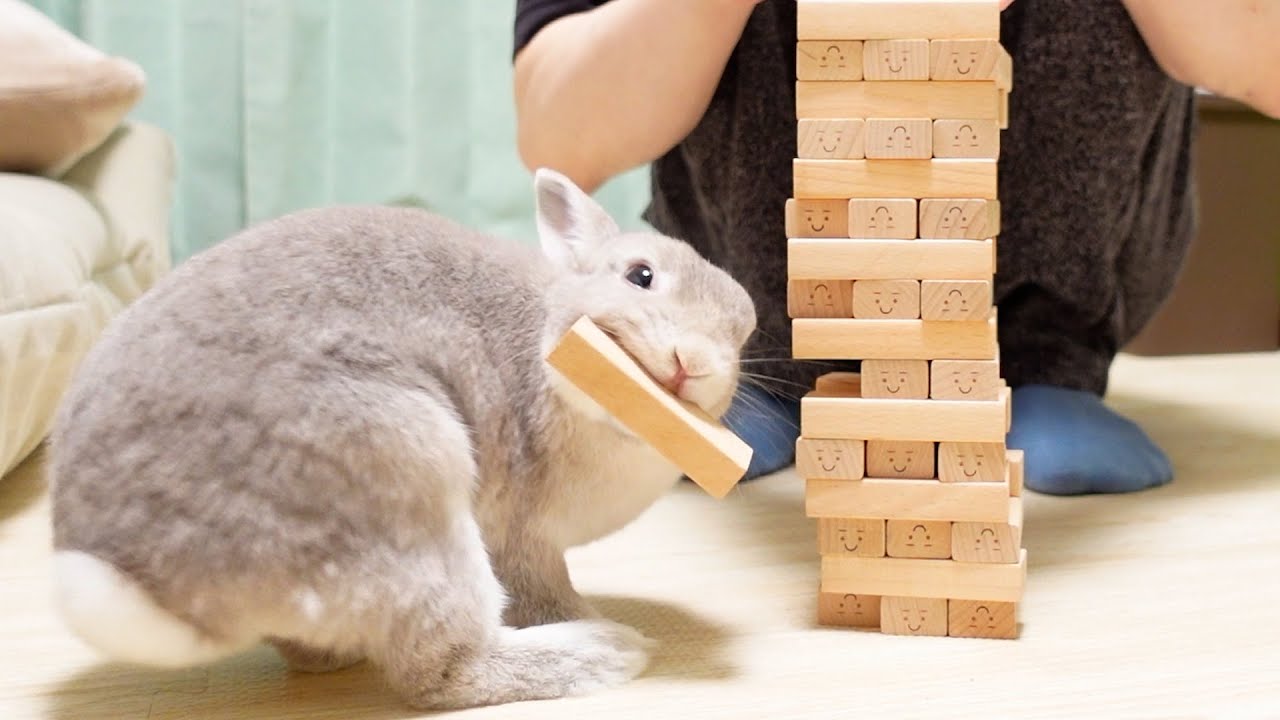 ”崩したら負け”のゲームでとんでもない技術を披露し、人間相手に勝利してしまううさぎさん笑