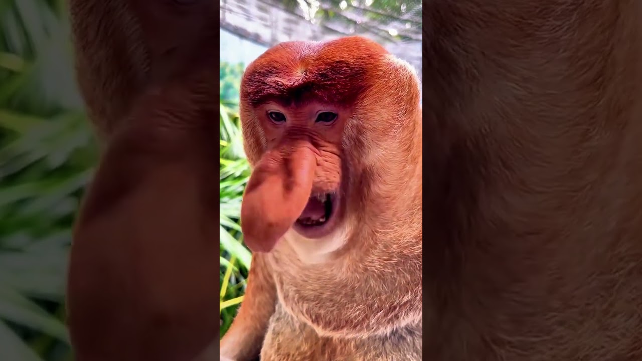 Mischievous Monkey Moments