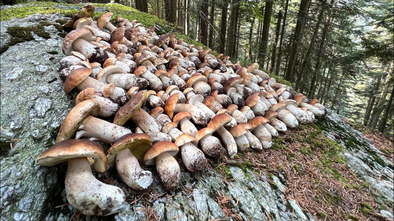 FUNGHI PORCINI 2022 ➖ LA BELLA BUTTATA DELL’ EDULIS ALPINO.